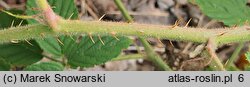 Rubus zielinskii (jeżyna Zielińskiego)