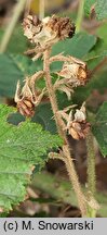 Rubus zielinskii (jeżyna Zielińskiego)