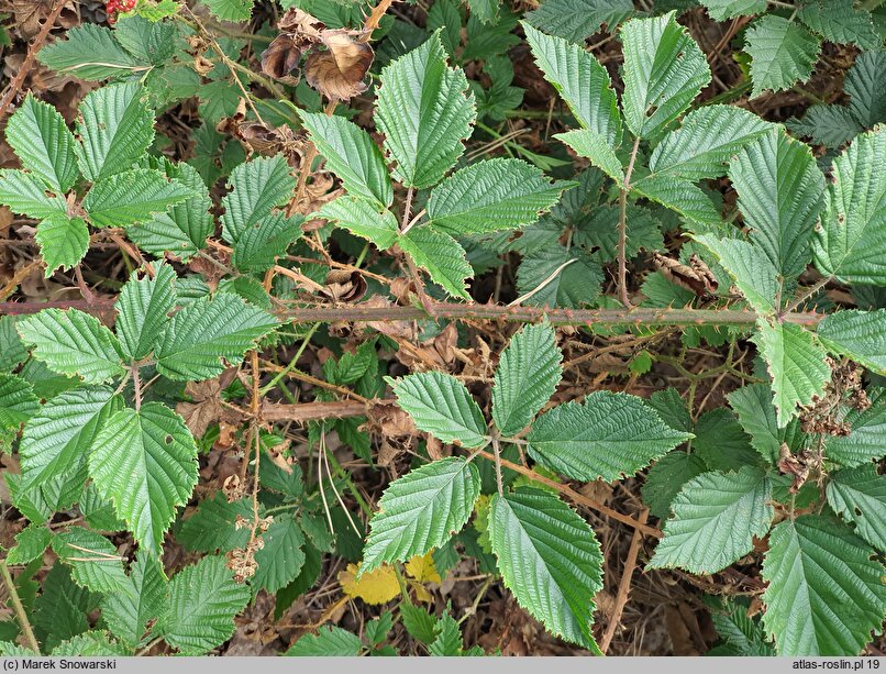 Rubus clusii (jeżyna Kluzjusza)