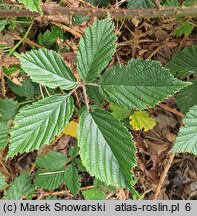 Rubus clusii (jeżyna Kluzjusza)