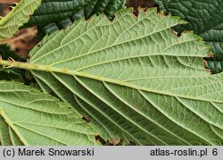 Rubus clusii (jeżyna Kluzjusza)