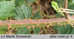 Rubus clusii (jeżyna Kluzjusza)