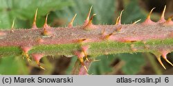 Rubus clusii (jeżyna Kluzjusza)