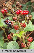 Rubus clusii (jeżyna Kluzjusza)