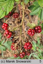 Rubus clusii (jeżyna Kluzjusza)