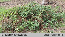 Rubus clusii (jeżyna Kluzjusza)