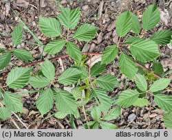 Rubus parthenocissus (jeżyna winobluszczowa)