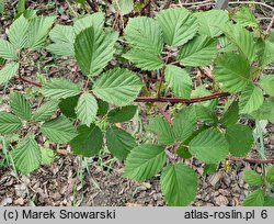 Rubus parthenocissus (jeżyna winobluszczowa)