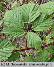 Rubus parthenocissus (jeżyna winobluszczowa)