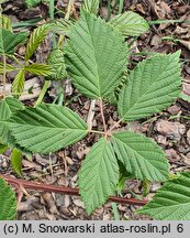 Rubus parthenocissus (jeżyna winobluszczowa)