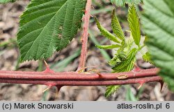 Rubus parthenocissus (jeżyna winobluszczowa)