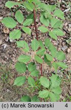 Rubus parthenocissus (jeżyna winobluszczowa)