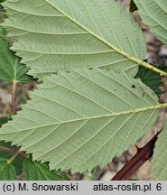 Rubus parthenocissus (jeżyna winobluszczowa)