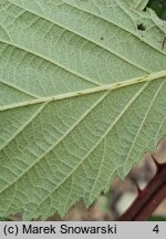 Rubus parthenocissus (jeżyna winobluszczowa)