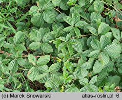 Rubus plicatus (jeżyna fałdowana)