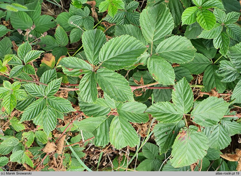 Rubus plicatus (jeżyna fałdowana)