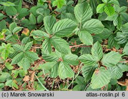 Rubus plicatus (jeżyna fałdowana)