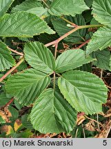 Rubus plicatus (jeżyna fałdowana)