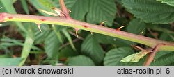 Rubus plicatus (jeżyna fałdowana)