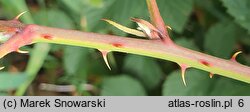 Rubus plicatus (jeżyna fałdowana)