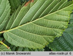 Rubus plicatus (jeżyna fałdowana)