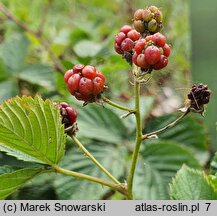 Rubus plicatus (jeżyna fałdowana)