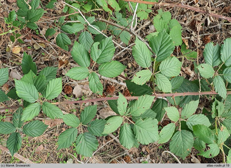 Rubus peripragensis (jeżyna praska)