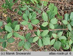 Rubus peripragensis (jeżyna praska)