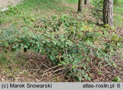 Rubus peripragensis (jeżyna praska)