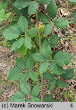 Rubus peripragensis (jeżyna praska)