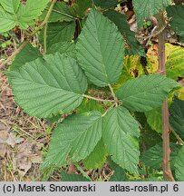 Rubus peripragensis (jeżyna praska)