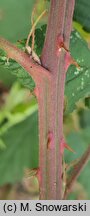 Rubus peripragensis (jeżyna praska)