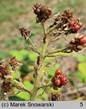 Rubus peripragensis (jeżyna praska)