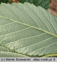 Rubus peripragensis (jeżyna praska)