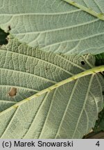 Rubus peripragensis (jeżyna praska)