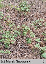 Rubus stohrii