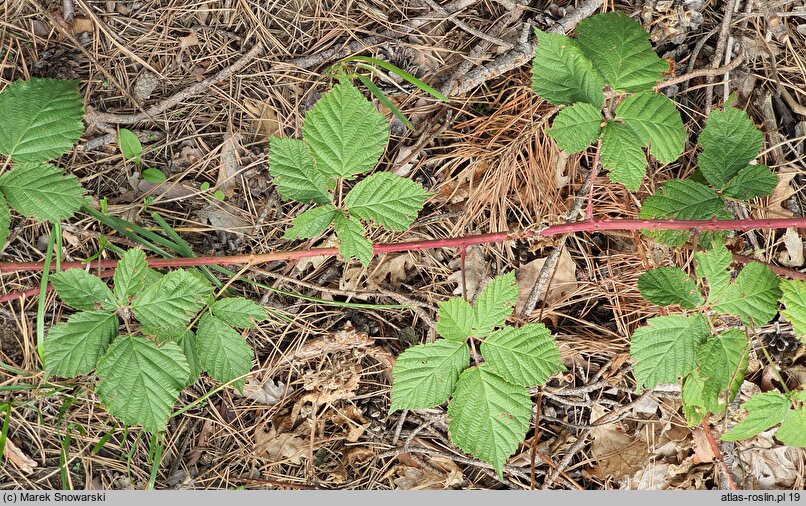 Rubus stohrii