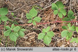 Rubus stohrii