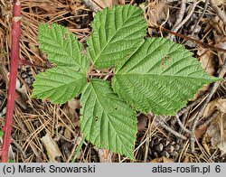 Rubus stohrii