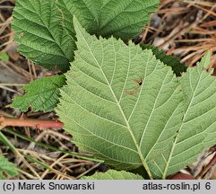 Rubus stohrii