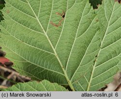 Rubus stohrii