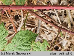 Rubus stohrii