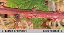 Rubus stohrii