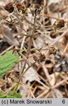 Rubus stohrii