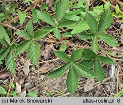 Rubus acanthodes (jeżyna saksońska)