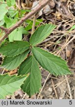 Rubus acanthodes (jeżyna saksońska)