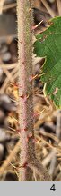 Rubus acanthodes (jeżyna saksońska)