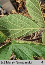 Rubus acanthodes (jeżyna saksońska)