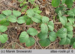 Rubus barberi (jeżyna Barbera)