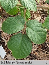 Rubus barberi (jeżyna Barbera)